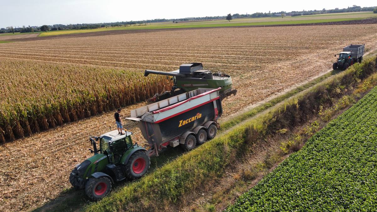Raccolta del mais con trattore e mietitrebbia ripresi da drone